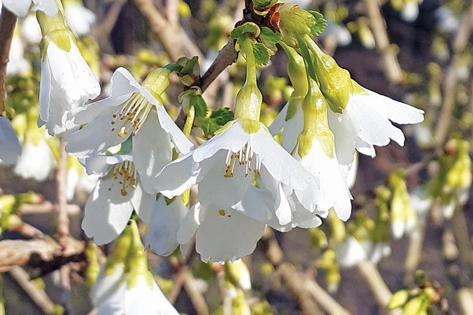 P. incisa ‘Yamadei’ AGM (H6)